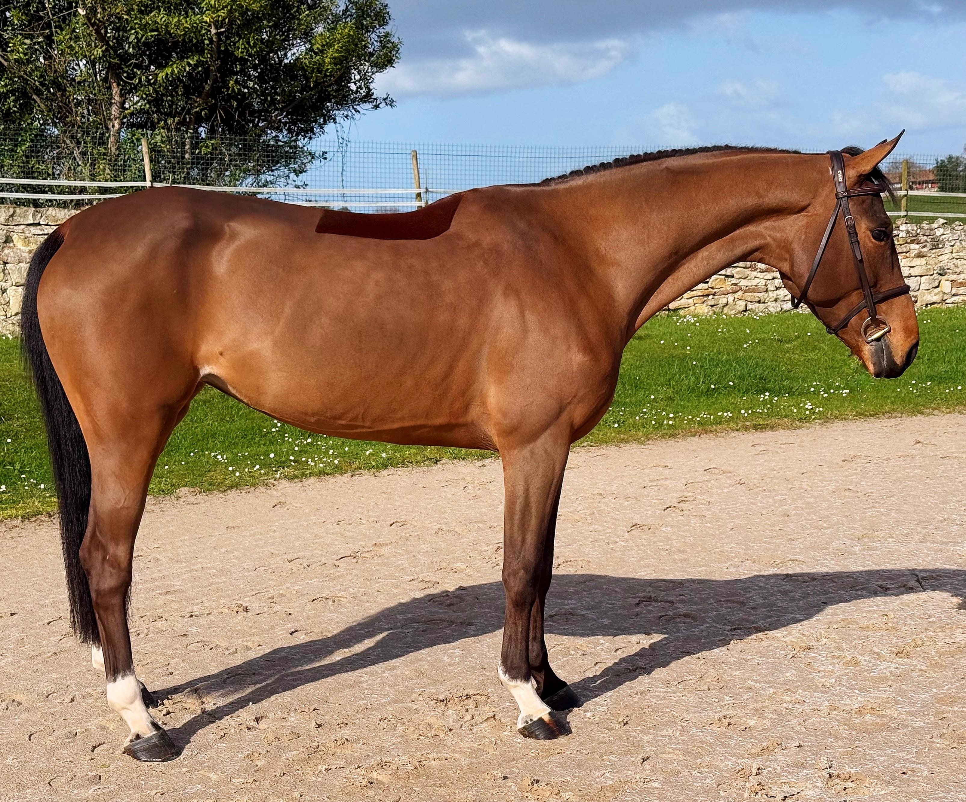 horse